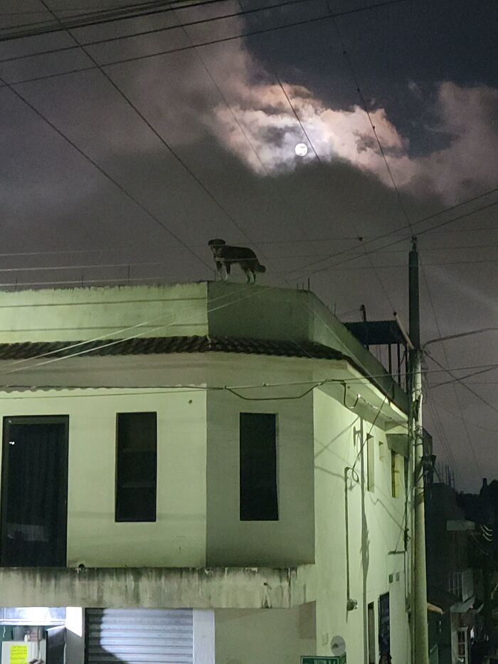 Dog on a rooftop at night under a cloudy moonlit sky, representing urban hell.