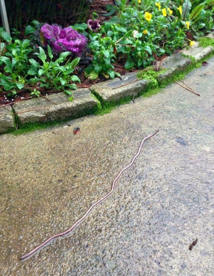 Giant earthworm on a garden path, showcasing terrifying nature against colorful flowers and green foliage.