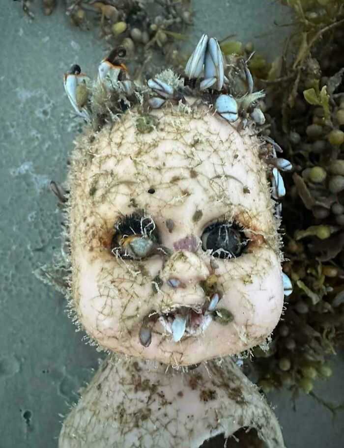 Barnacle-covered doll head on a beach, illustrating terrifying nature's impact.