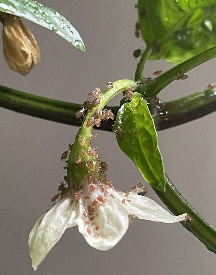Aphids covering a flower stem, highlighting the terrifying aspects of nature with their overwhelming presence on the plant.