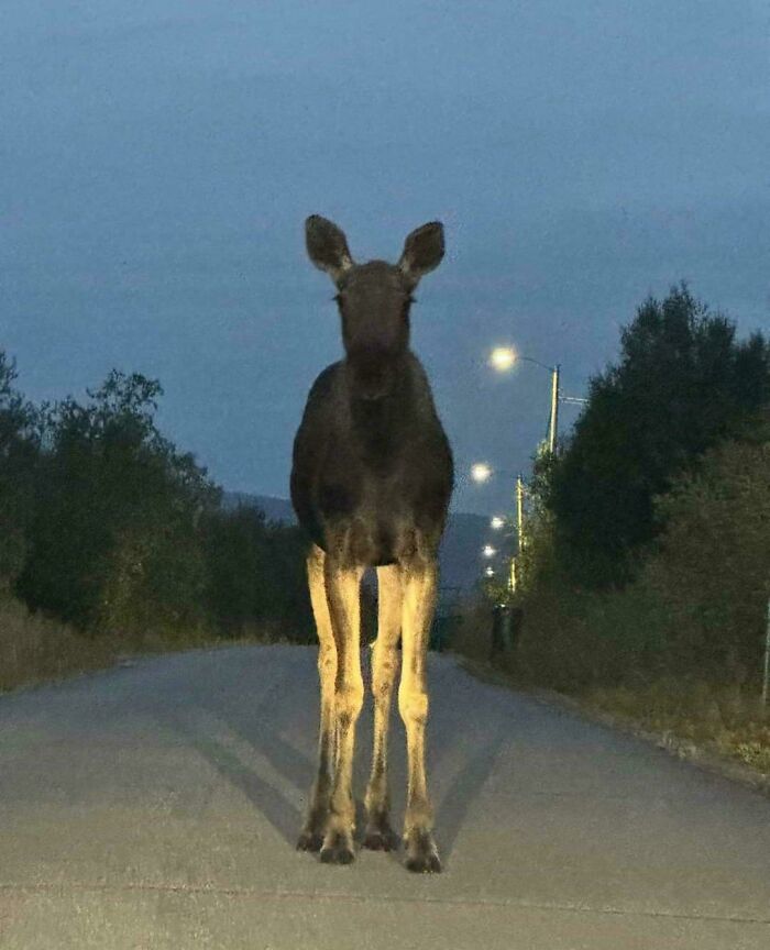 Moose standing in the middle of a road at dusk under streetlights, showcasing terrifying nature.