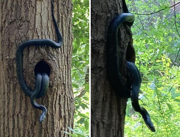 A large black snake slithering in and out of a tree hole, showcasing terrifying nature in a forest setting.