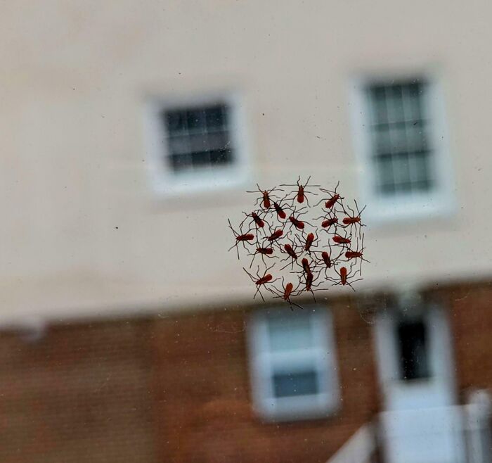 Cluster of red insects on a window, reflecting the theme of terrifying nature.