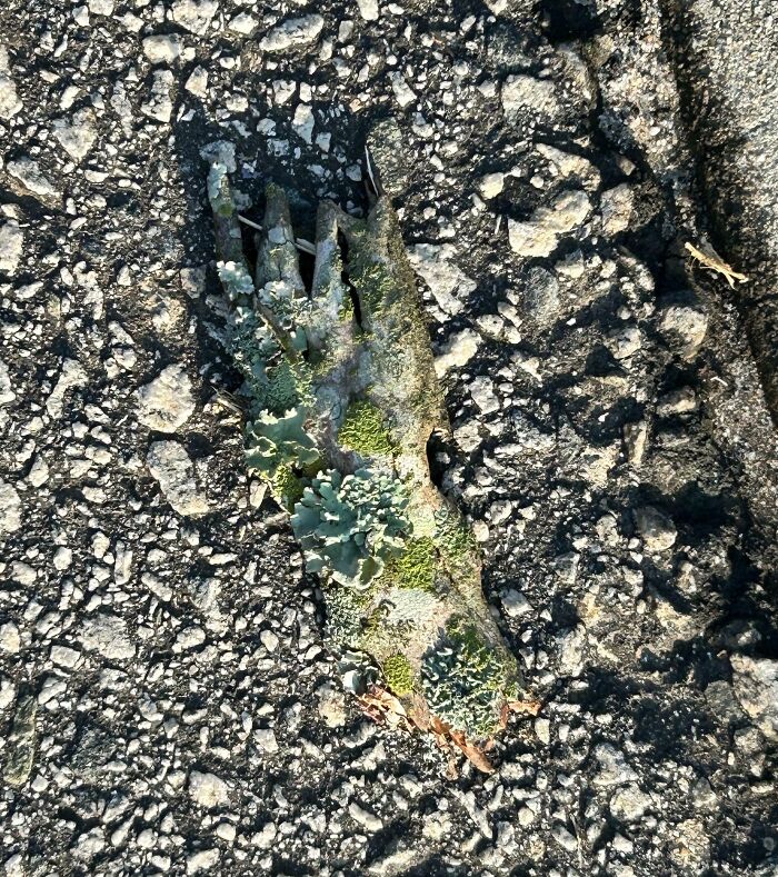 Decayed tree branch resembling a hand, covered in moss and lichens, symbolizing terrifying nature.
