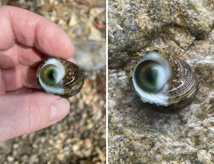 A close-up of a snail shell with a curious, eye-like pattern, capturing the essence of terrifying nature.