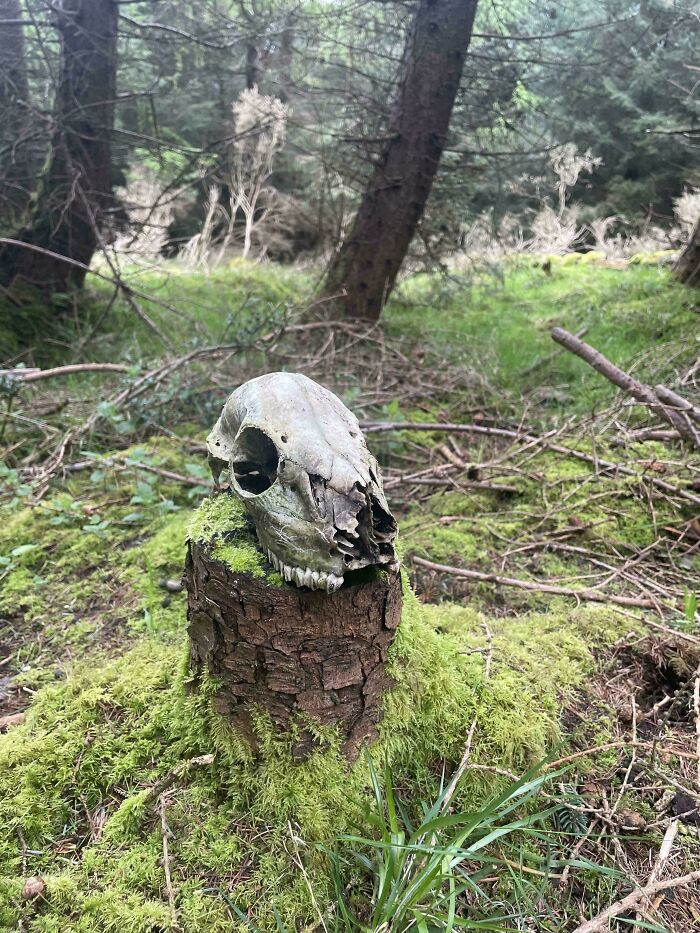 Skull on a tree stump in a dense forest, illustrating the terrifying aspects of nature.