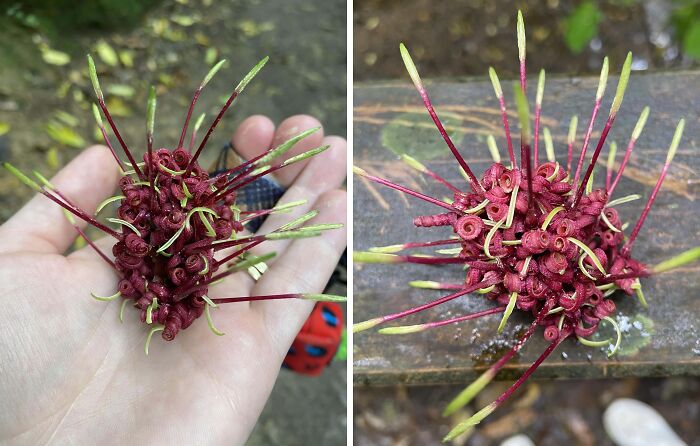 Unusual spiky red plant in a natural setting, showcasing the terrifying nature of its unique form.