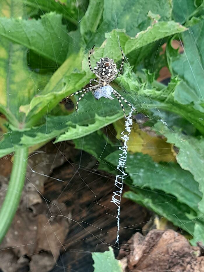 Spider on a web in a garden, highlighting terrifying nature.
