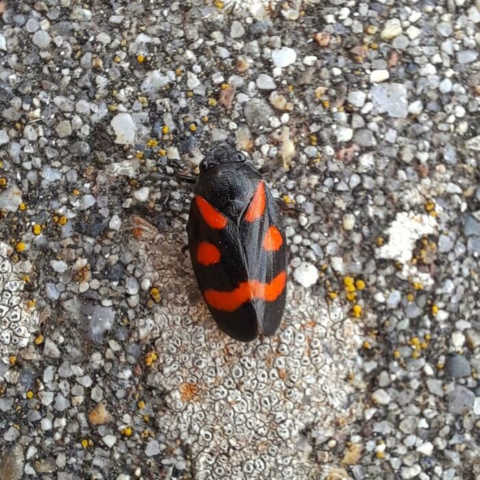 A black and red insect with a mystical pattern sits on a textured surface, showcasing terrifying nature.