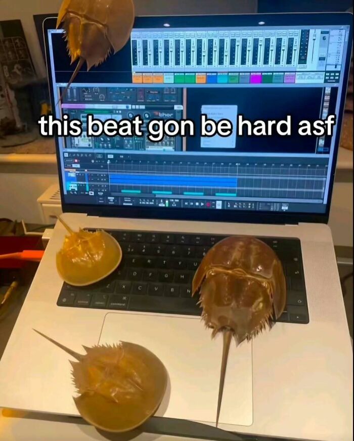 Horseshoe crabs on a laptop with music software, captioned "this beat gon be hard asf," highlighting a "hard" beats meme.