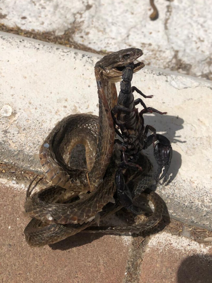 Snake battling a scorpion on pavement, illustrating the terrifying aspects of nature.