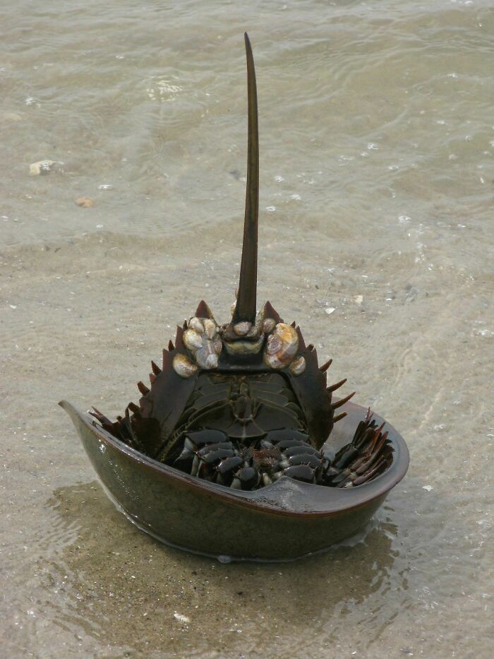 Horseshoe crab on a sandy beach, showcasing the intriguing aspects of terrifying nature.