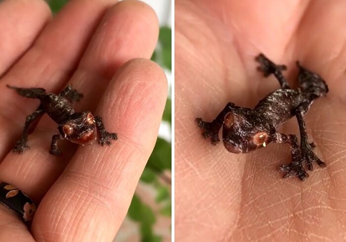 Tiny dark reptile with red eyes resting on a person's palm, showcasing the marvels of terrifying nature.