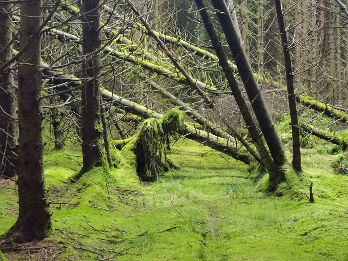 Moss-covered fallen trees create a spooky, eerie forest scene, capturing the essence of terrifying nature.