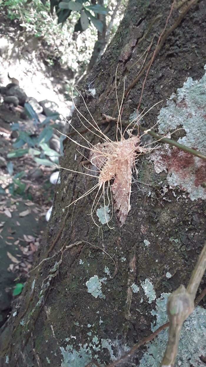 Terrifying nature: a strange, spiky formation on a tree trunk in a dense forest setting.