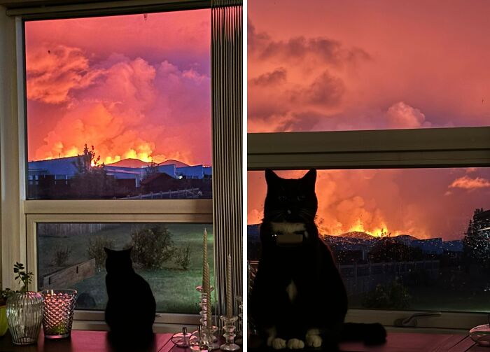 Cat watching a dramatic fiery sunset through a window, showcasing the terrifying nature of the scene.