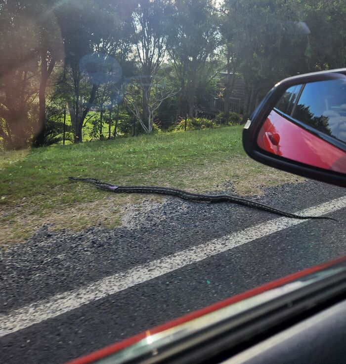 Large snake crossing a roadside lawn, viewed from a car's side mirror, illustrating terrifying nature.