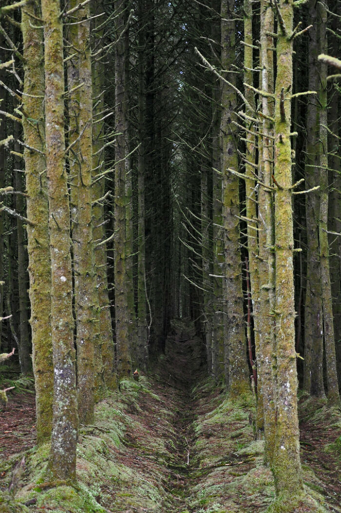 Dense forest with tall, moss-covered trees creating a mysterious, terrifying nature path.