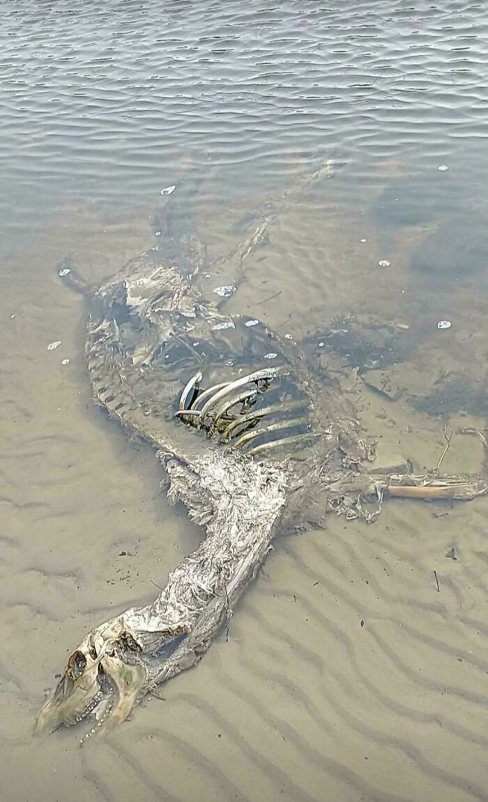 Decayed animal skeleton submerged in water, illustrating terrifying nature.