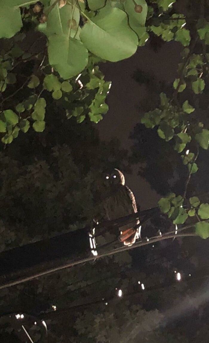 Owl perched on a branch at night with glowing eyes, surrounded by leaves, illustrating terrifying nature.
