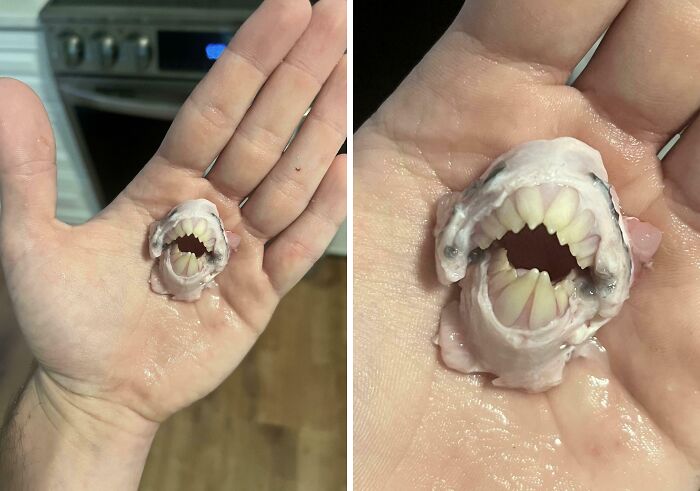 A person's hand holding a small sea creature with sharp teeth, showcasing a mysterious and terrifying aspect of nature.