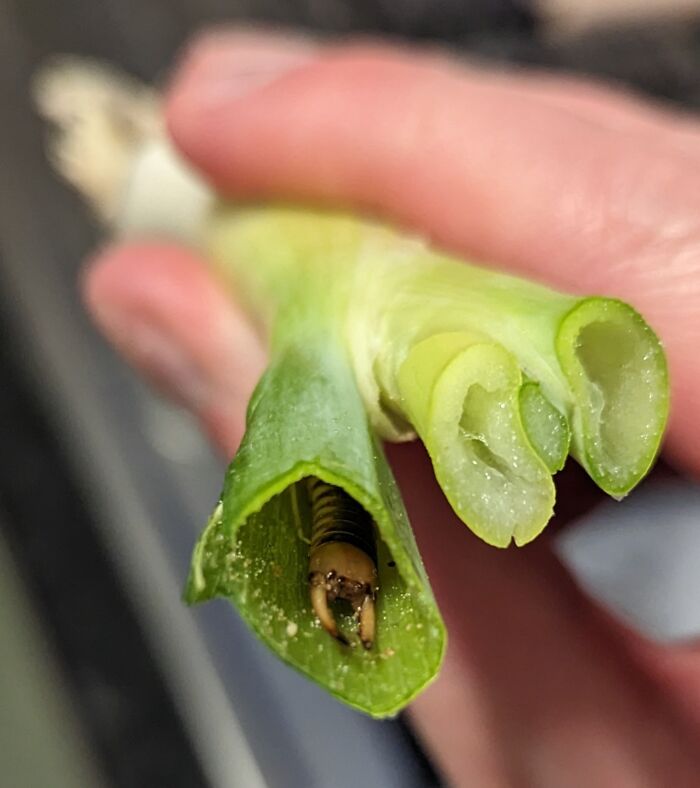Close-up of an insect hiding inside a cut green stalk, depicting terrifying nature.