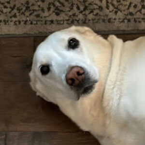 gracecherland avatar