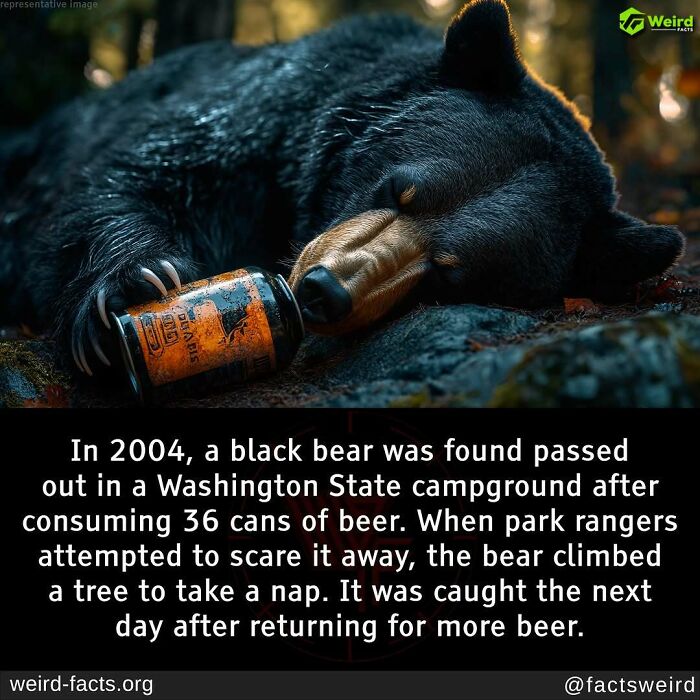A black bear sleeping with an empty beer can at a Washington campground, illustrating a weird and random fact.