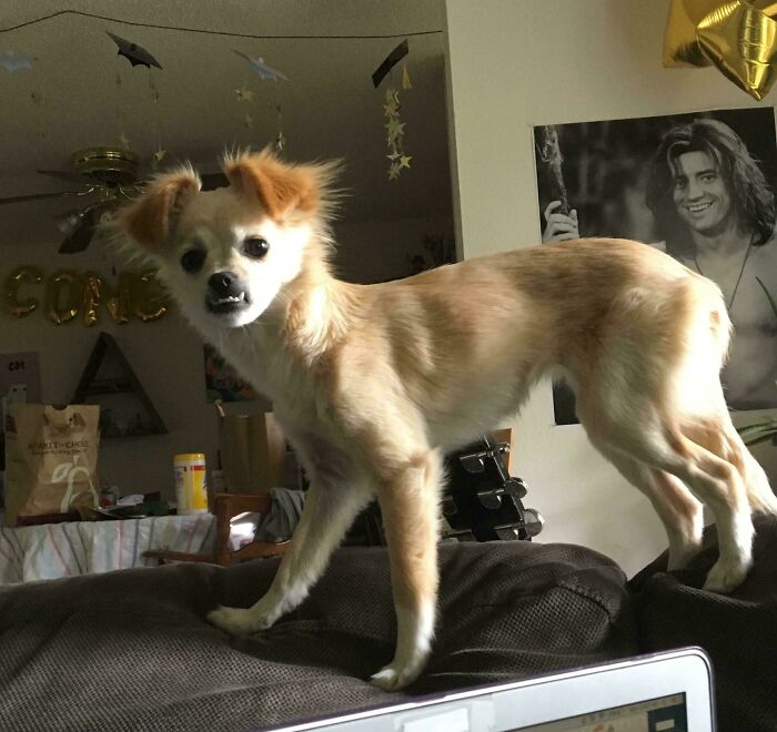 She Swooped Down From The Sky And Killed All My Livestock