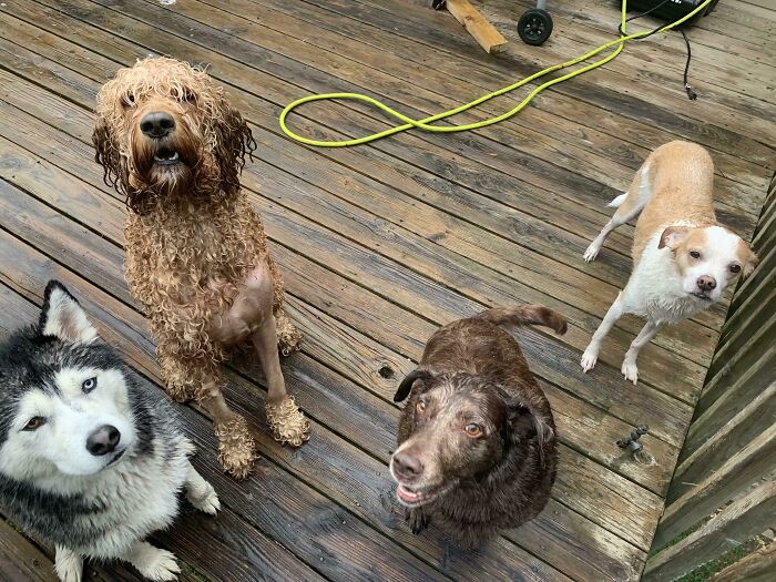 Four wet dogs on a wooden deck, exemplifying unexpected unique collections of pets.