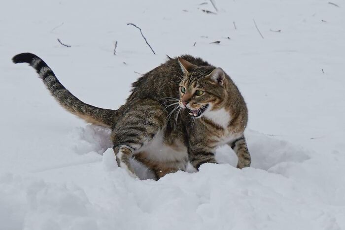 A dramatic cat in the snow, displaying typical feline drama queen behavior with an expressive meow.