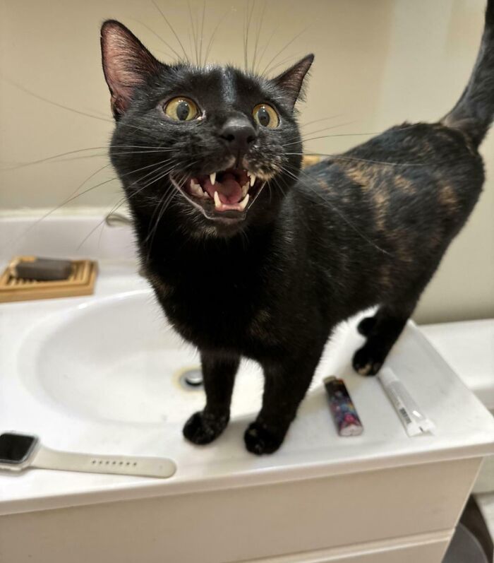 A feline drama queen cat meowing confidently while standing on a bathroom sink.