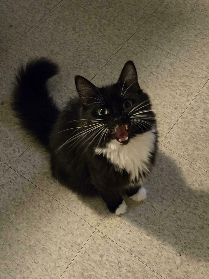 Black and white cat on a tiled floor with mouth open, showcasing typical feline drama queen behavior.