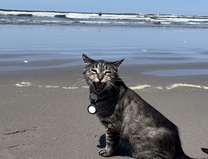 Cat meowing dramatically on a sandy beach with waves in the background.