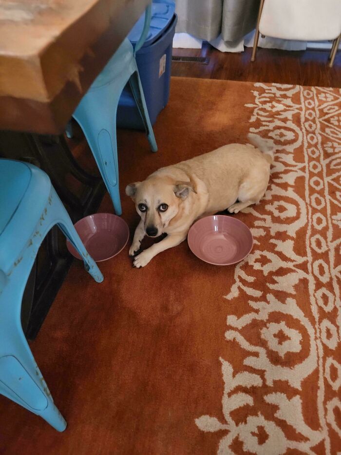 Dog laying on a patterned rug between two empty bowls, looking up with a puzzled expression.