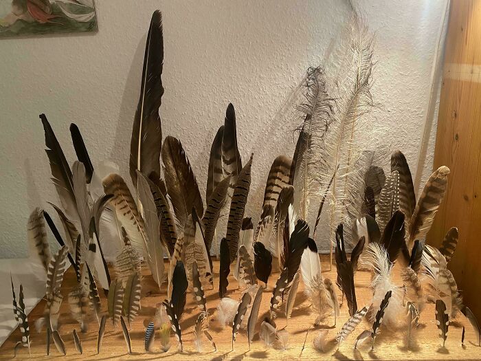 Unique collection of diverse bird feathers displayed on a wooden surface.