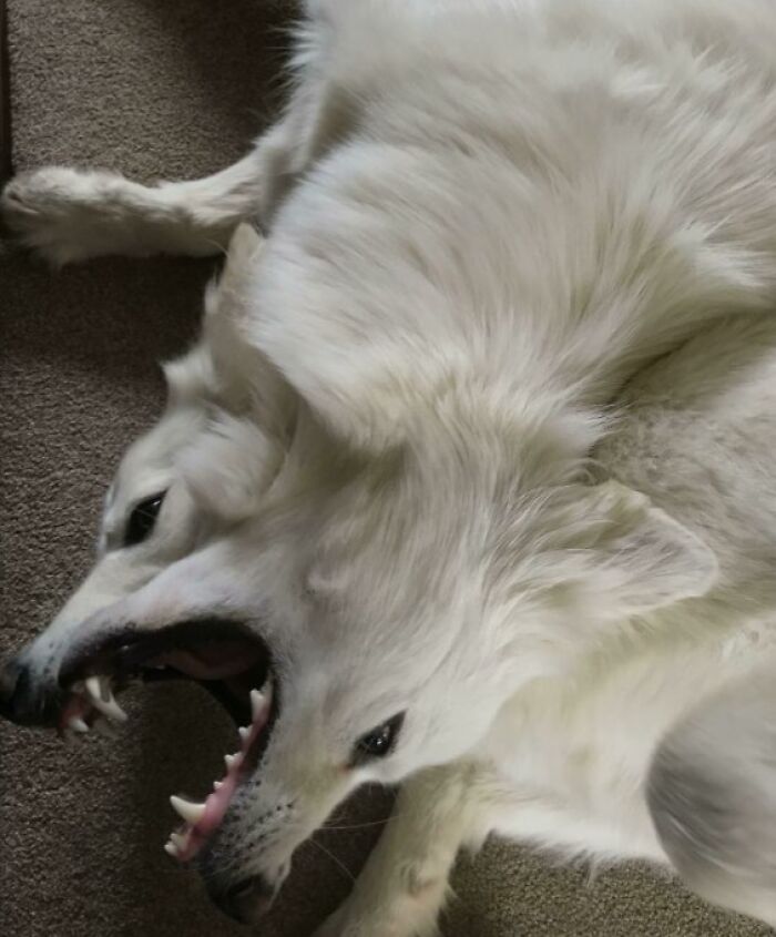 A fluffy dog captured mid-yawn, appearing cryptid-like due to the photo angle.