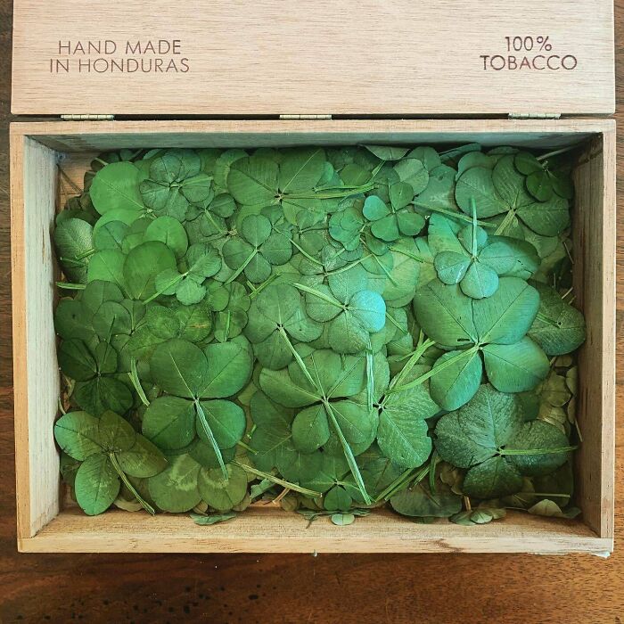 Wooden box filled with green clovers, showcasing unexpected unique collections from Honduras.