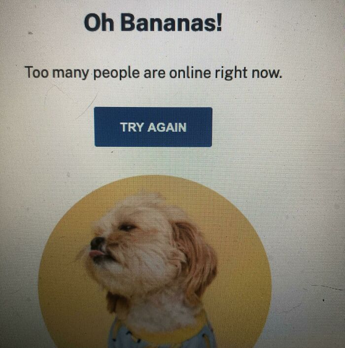 Error message with dog indicating online access issue for school experiences.