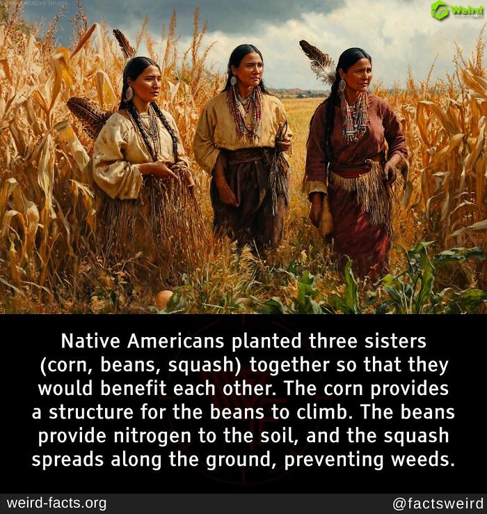 Three Native American women in a cornfield demonstrating the "three sisters" planting method with corn, beans, and squash.