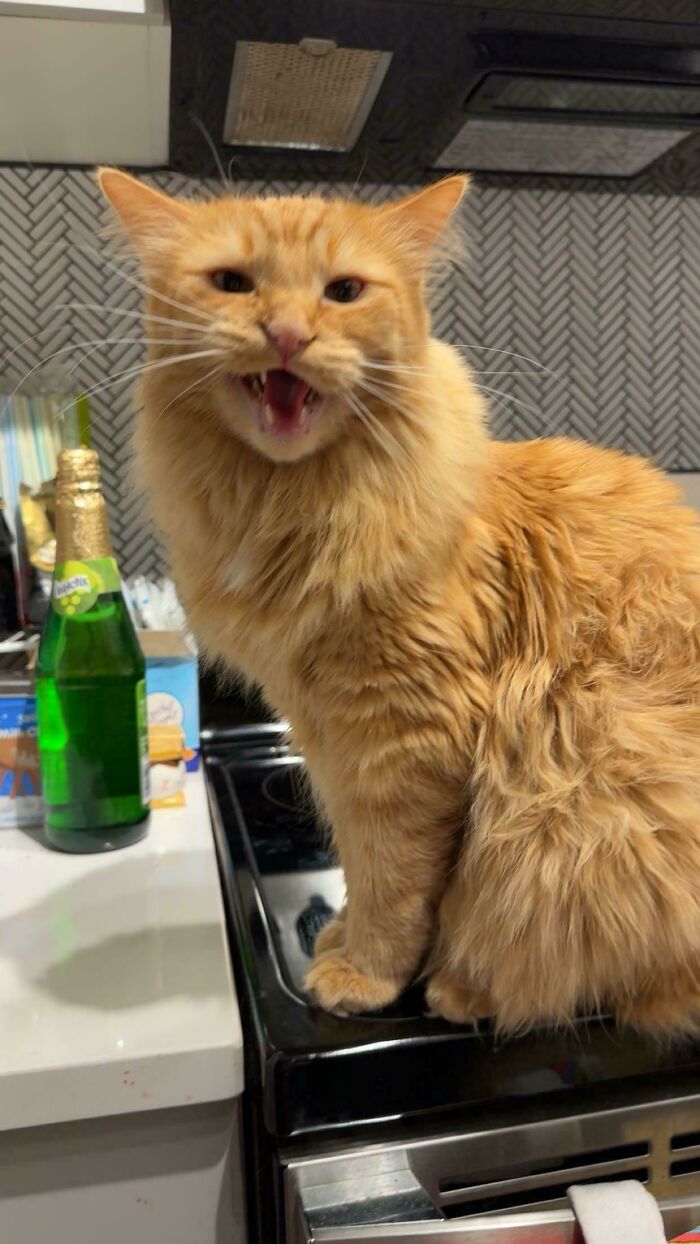 Fluffy orange cat meowing loudly while sitting on a kitchen stove with a bottle nearby in the background.