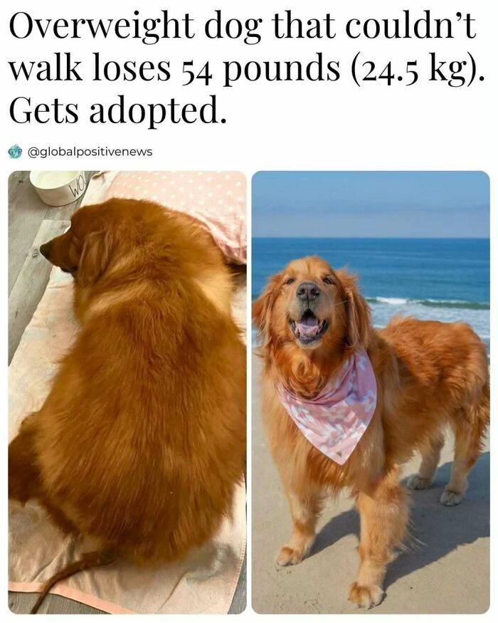 Adopted dog loses 54 pounds, transforms from overweight to healthy, standing on a beach with a pink bandana. Faith in humanity.