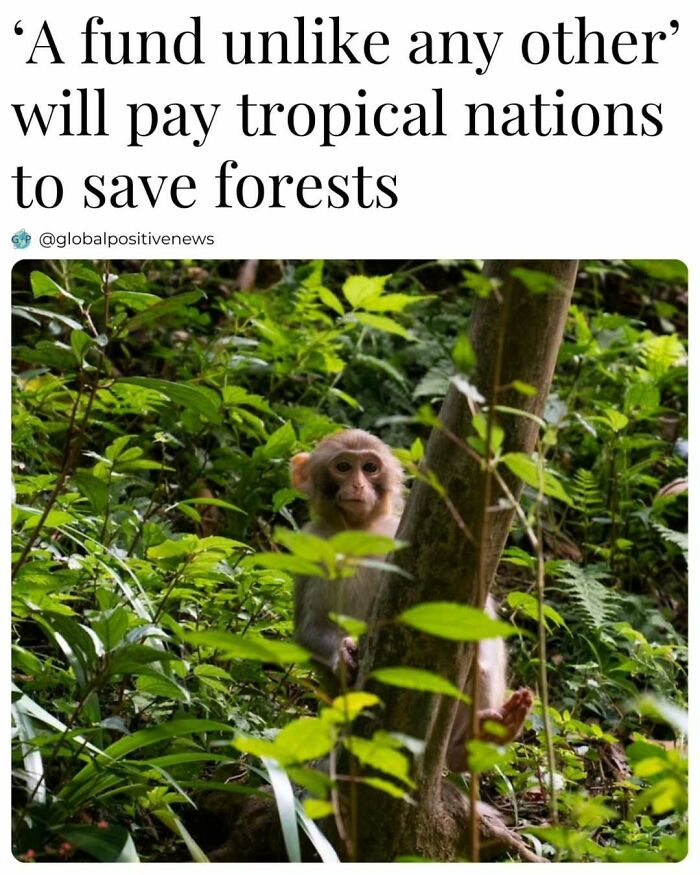 Monkey in lush forest with text about unique fund helping tropical nations preserve forests.