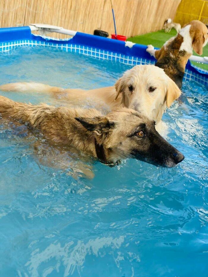 Dogs swimming in a pool, looking puzzled, showcasing funny malfunctioning shenanigans.