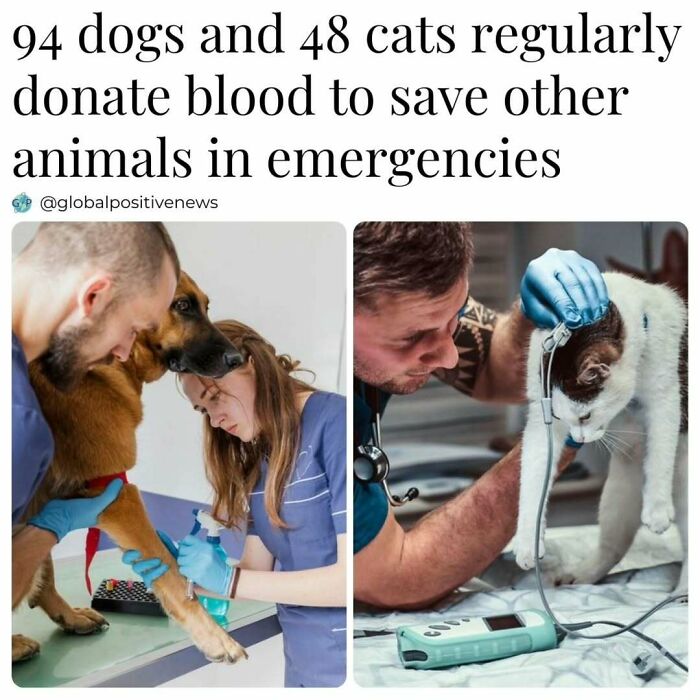Veterinarians and pets during a blood donation process, showcasing global positive news and kindness.
