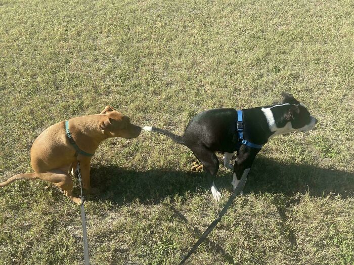 Brown dog tugging on black dog's tail in a grassy field, showcasing dogs' malfunctioning shenanigans.