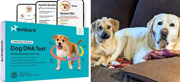  Dog DNA Test : With Not Only The Most Precise Breed Identification But Also Hundreds Of Insights Into Genetic Health Risks, Because Everyone Deserves To Know How To Best Care For Their Fluffy Friend And This Is Honestly The Perfect Way To Have All The Answers.