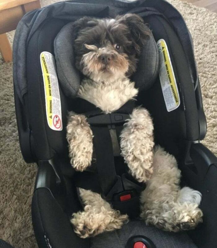 A small dog humorously sits in a baby car seat, resembling funny pregnancy situations.