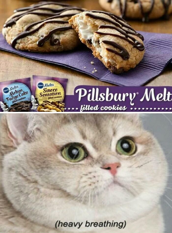 Cat reacting with intense excitement to Pillsbury filled cookies, illustrating funny pregnancy cravings.