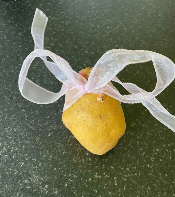 Potato with a pink ribbon on a green countertop, capturing a funny pregnancy situation.